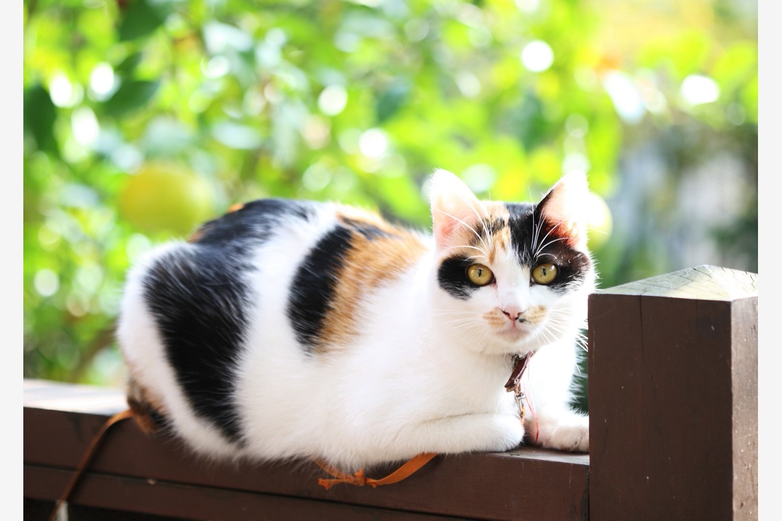 森安　照が撮影した「ペット撮影（犬・猫）」の写真