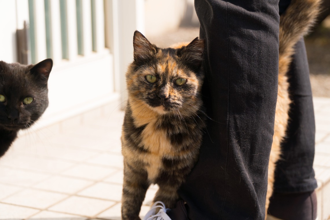 studio white alice 五十嵐啓が撮影した写真のアルバム「動物」