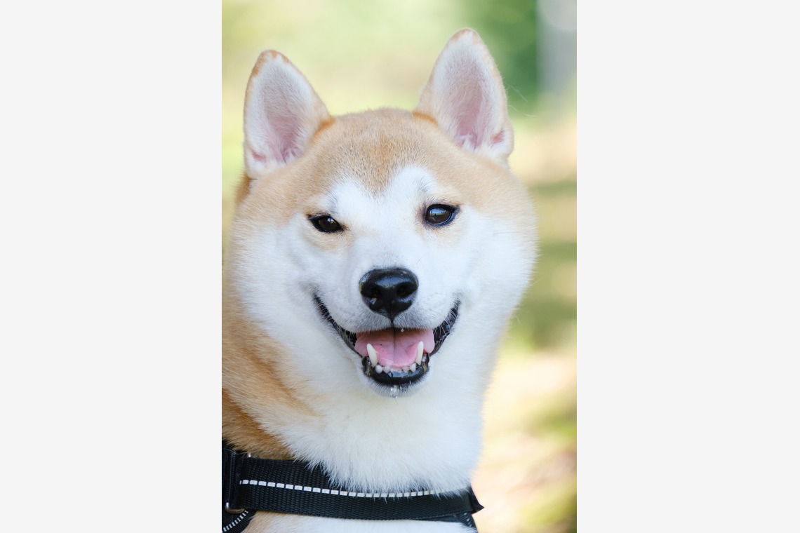 Photo of couple photo shoot taken by 高夏写真店