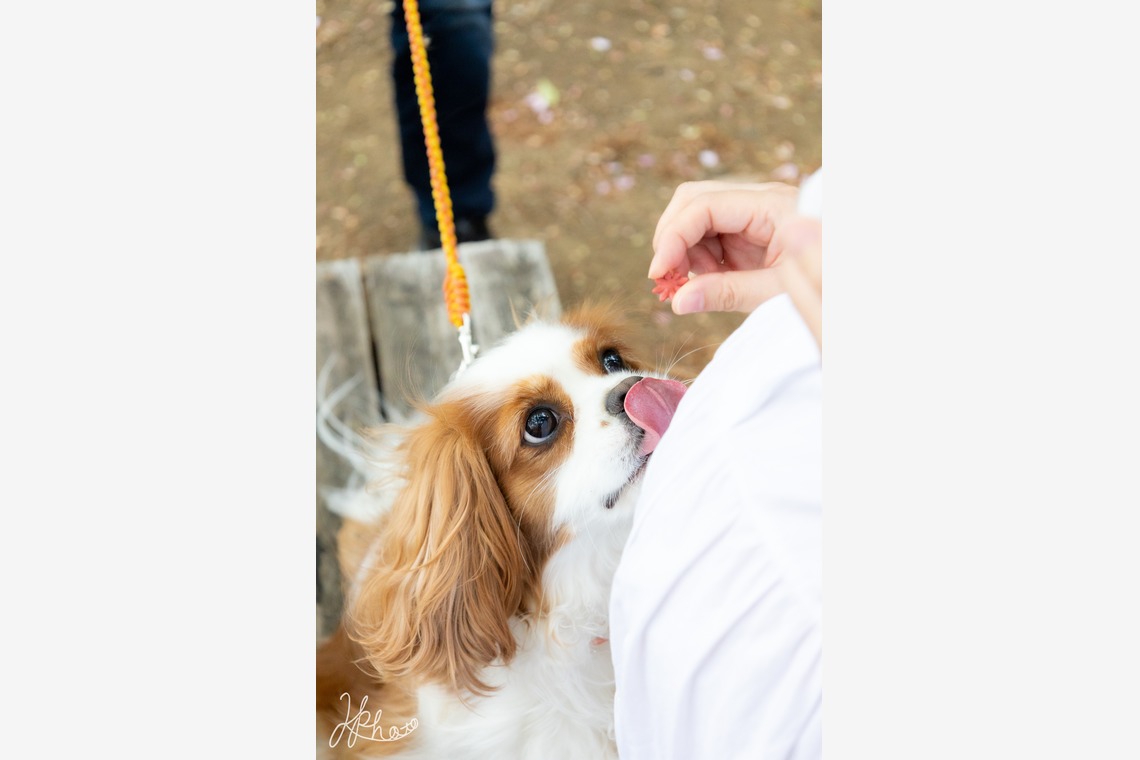 大森光太郎・K-PHOTOが撮影した「ペット撮影」の写真