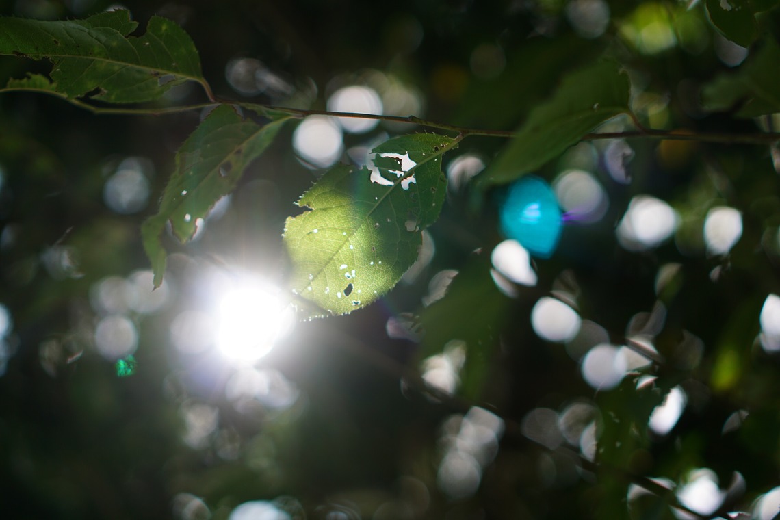 出張撮影のメモリーズが撮影した「nature-アラカルト」の写真