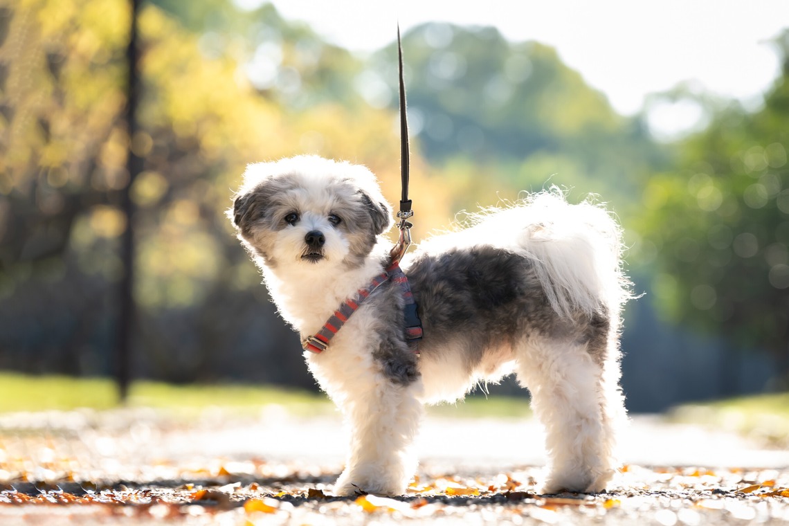 KOGA写真が出張撮影した家族写真(キッズ,ベビーフォト)などが写った「犬・わんこ撮影」の家族写真