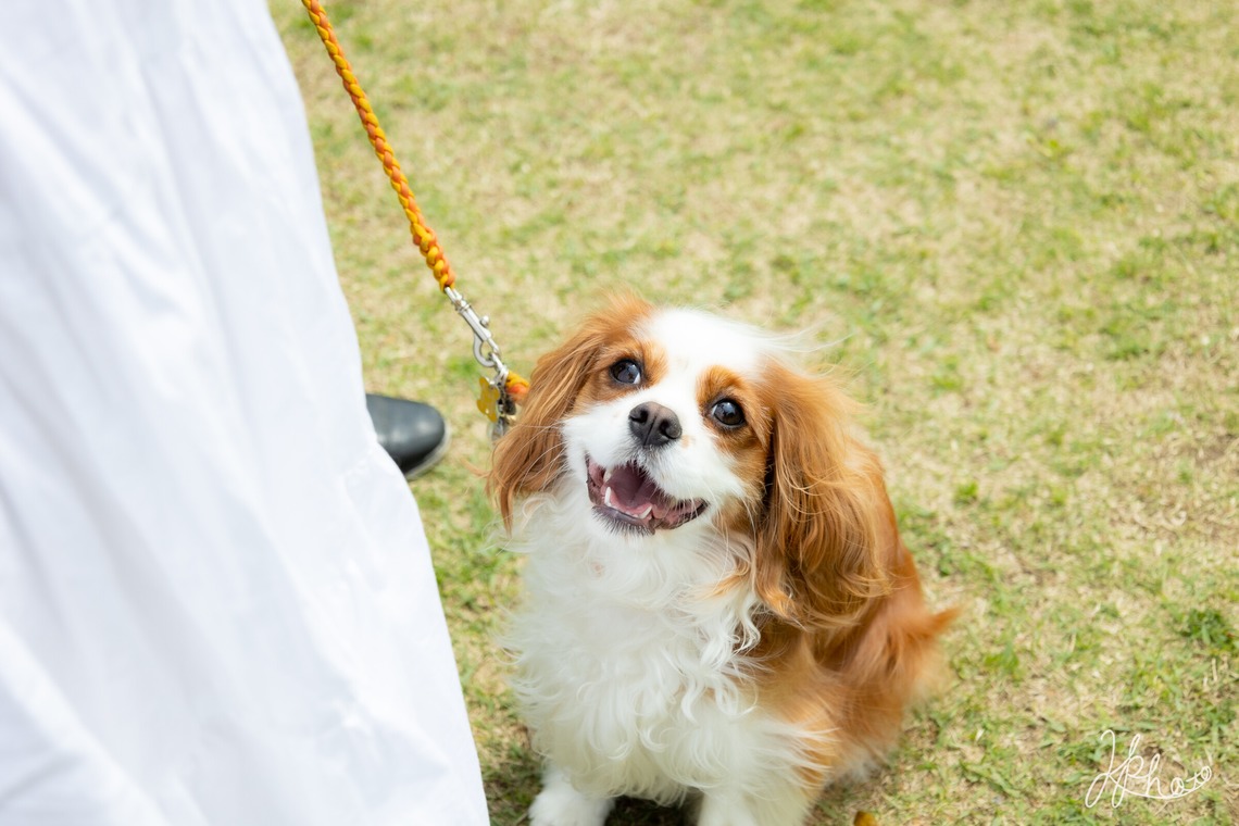 大森光太郎・K-PHOTOが出張撮影した家族写真(キッズ,ベビーフォト)などが写った「ペット撮影」の家族写真