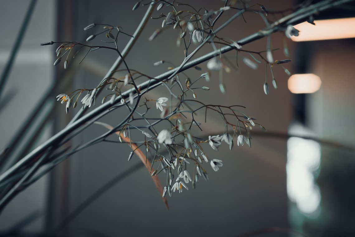 堀内 陽希が撮影した写真のアルバム「植物」