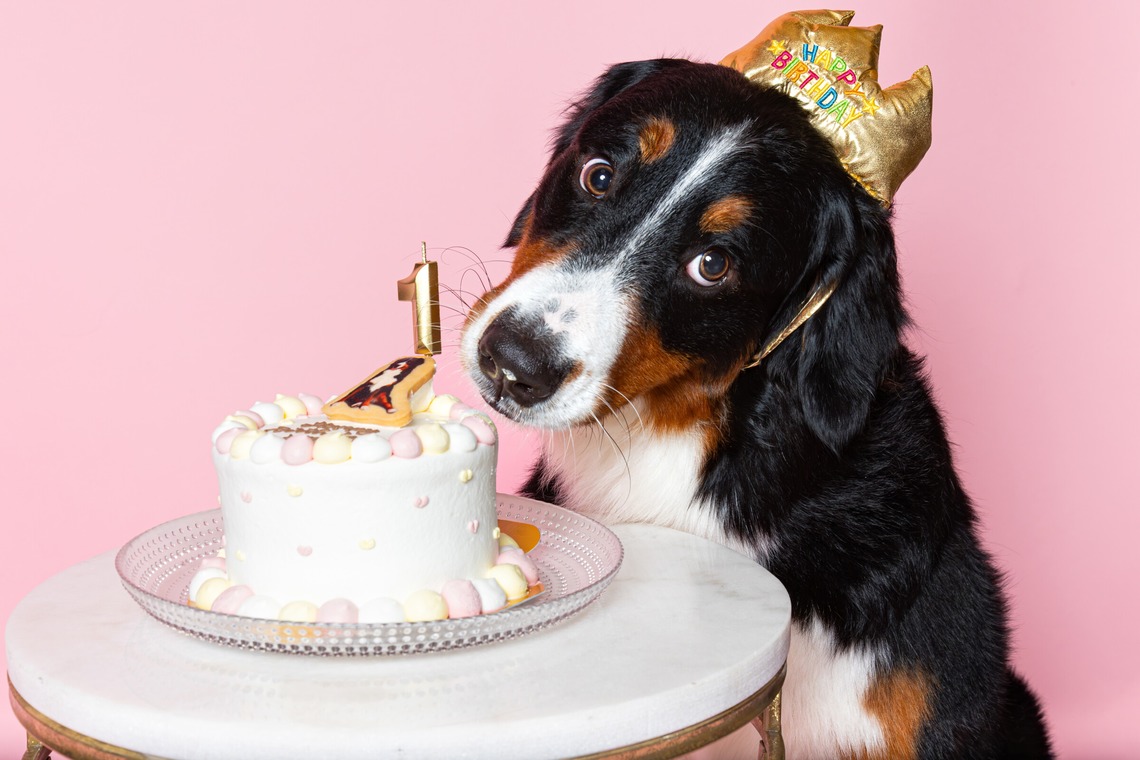 齋藤将成が撮影した「ペット撮影」の写真