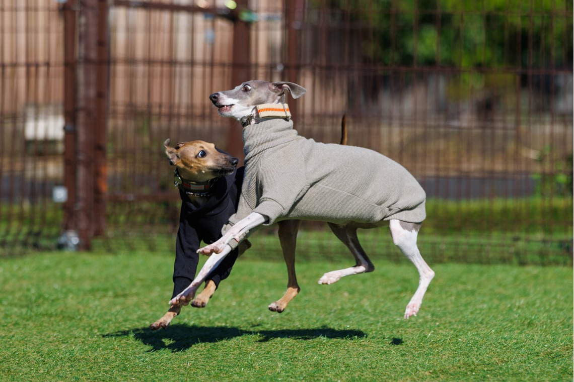T.Matsumuraが撮影した「ペット」の写真