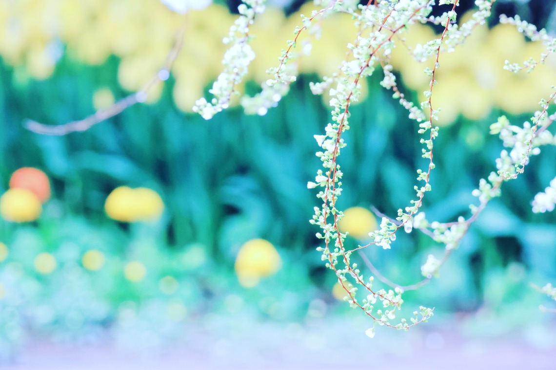 今井広樹/スタジオプランタン/日本写真家協会 会員が撮影した写真のアルバム「フラワー」