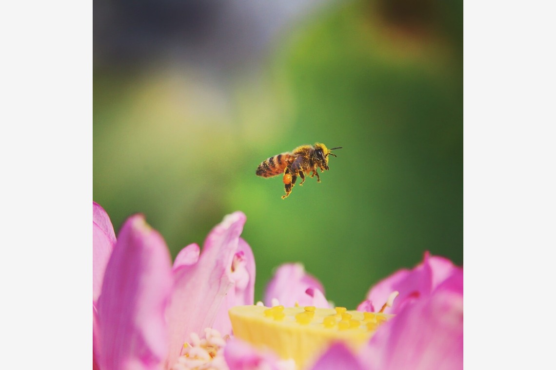 舞が撮影した写真のアルバム「自然」