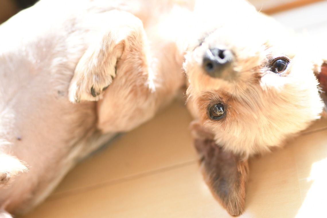 大熊和輝が撮影した「ペット撮影」の写真