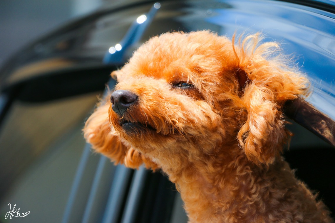 大森光太郎・K-PHOTOが撮影した家族写真(キッズ,ベビーフォト)のアルバム「ペット撮影」