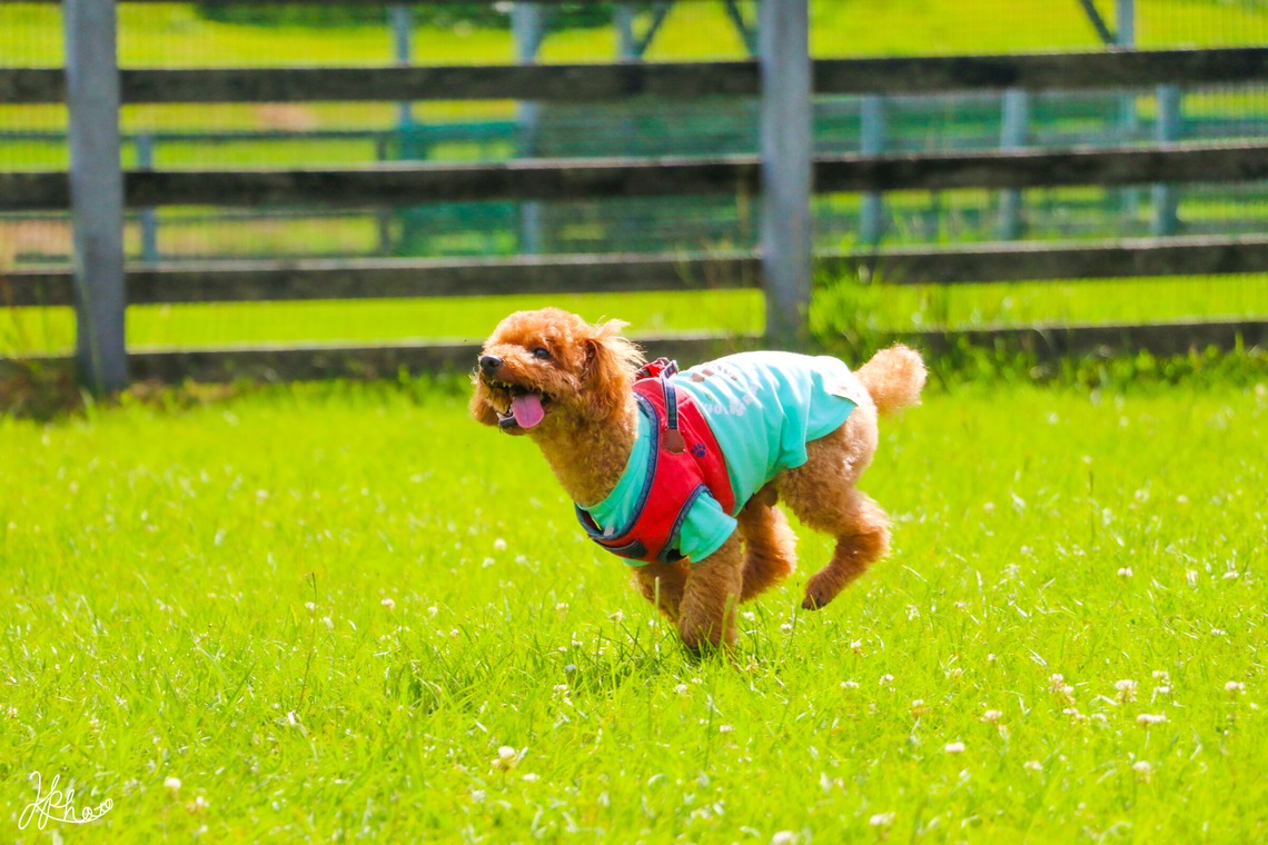 大森光太郎・K-PHOTOが撮影した家族写真(キッズ,ベビーフォト)のアルバム「ペット撮影」