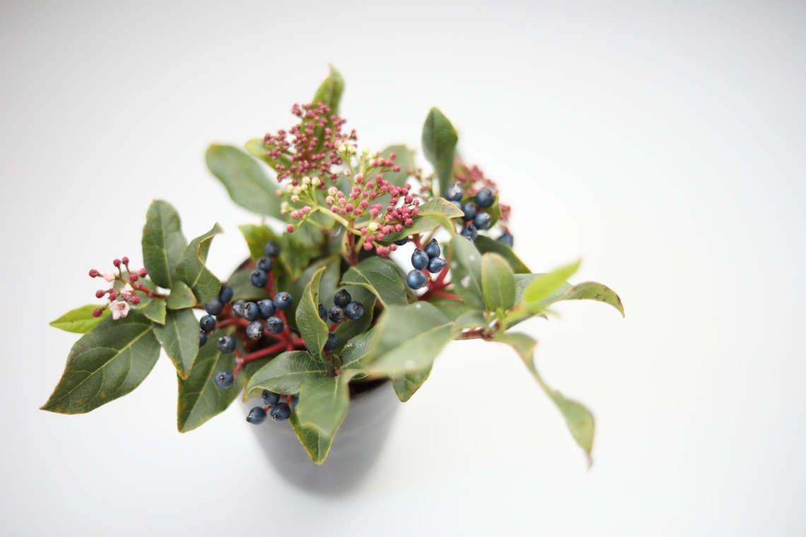 Natsukiが撮影した「花撮影＠自宅」の写真