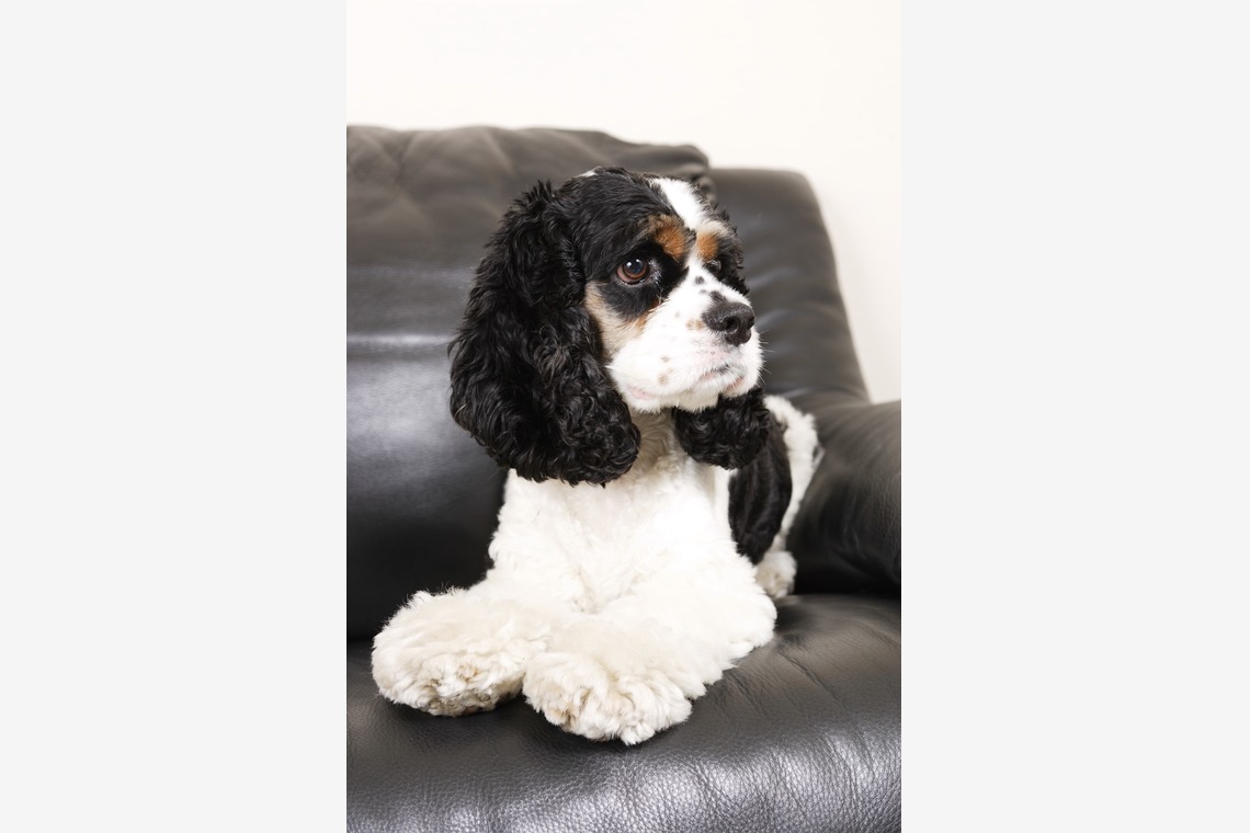 森安　照が撮影した「ペット撮影（犬・猫）」の写真