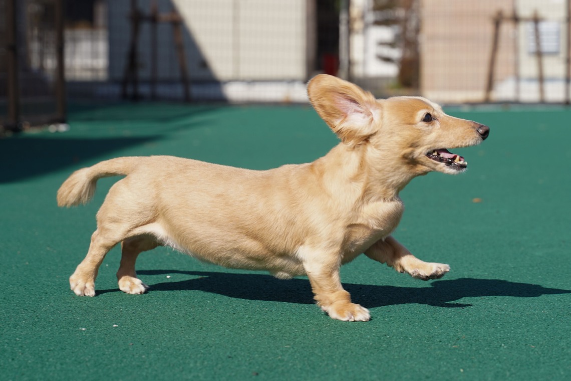 出張撮影くろめっとが撮影した写真のアルバム「動物病院例」