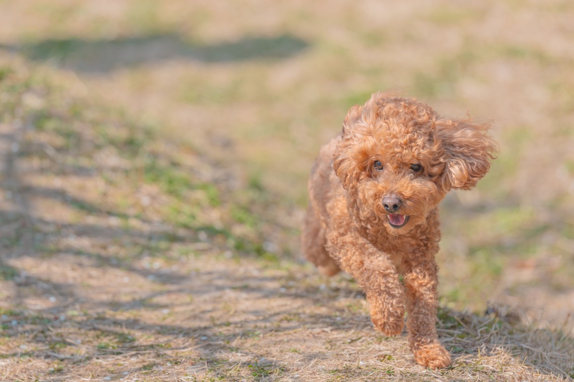 あなたの写真館が撮影した写真のアルバム「ペット撮影」