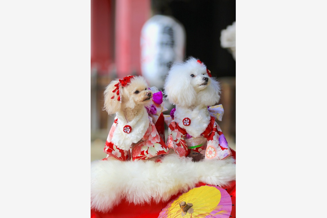 高橋 透（Coo&Sea STUDIO代表）が出張撮影した家族写真(キッズ,ベビーフォト)などが写った「七五三出張撮影＠東京」の家族写真