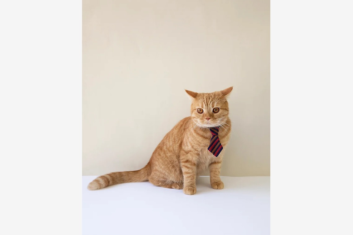 白井由香里写真事務所が撮影した写真のアルバム「動物」