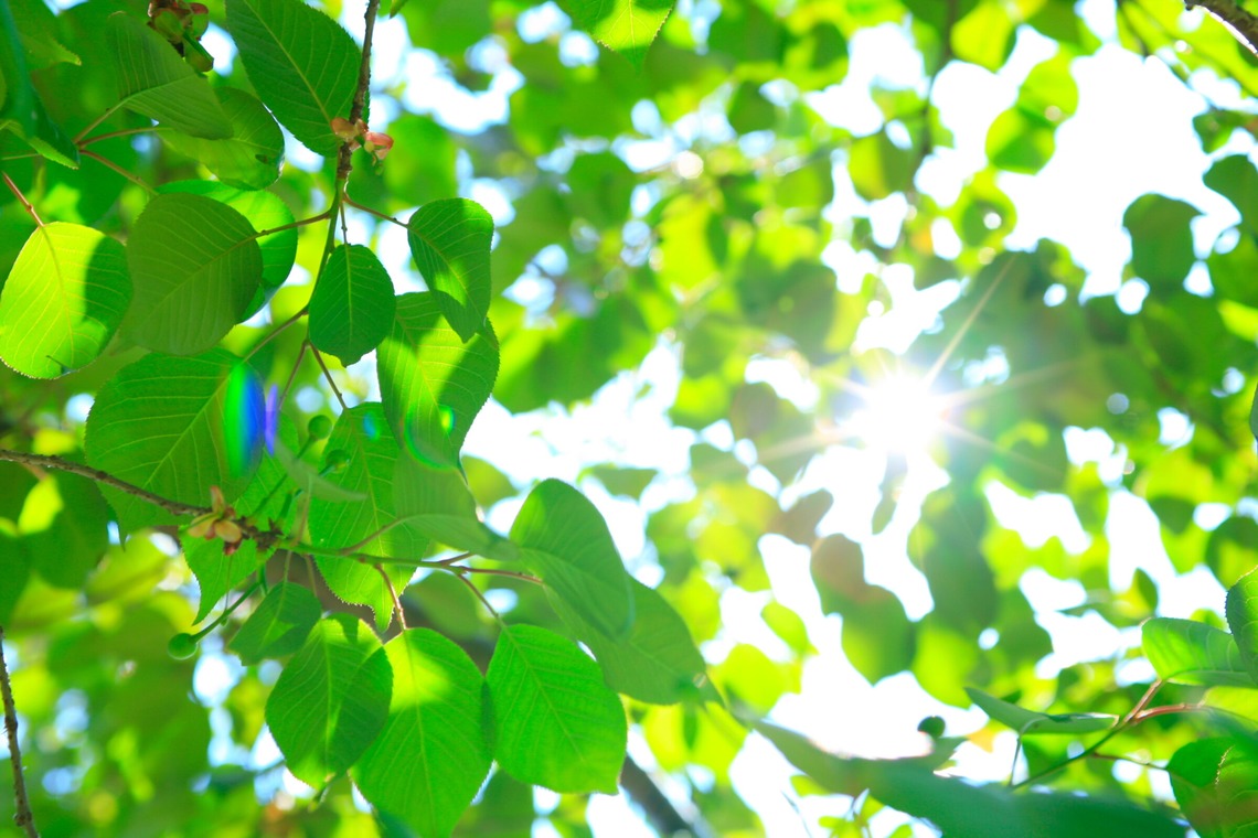 blink photoが撮影した「風景」の写真