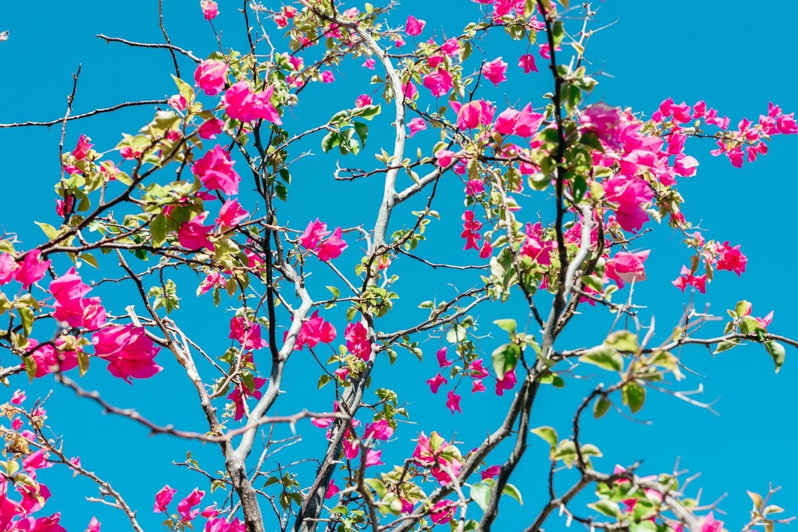 ポートレート沖縄が撮影した「ペット撮影」の写真