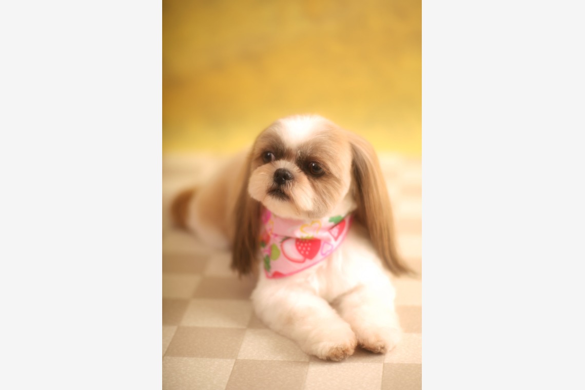 管野　利が撮影した写真のアルバム「ワンちゃん」