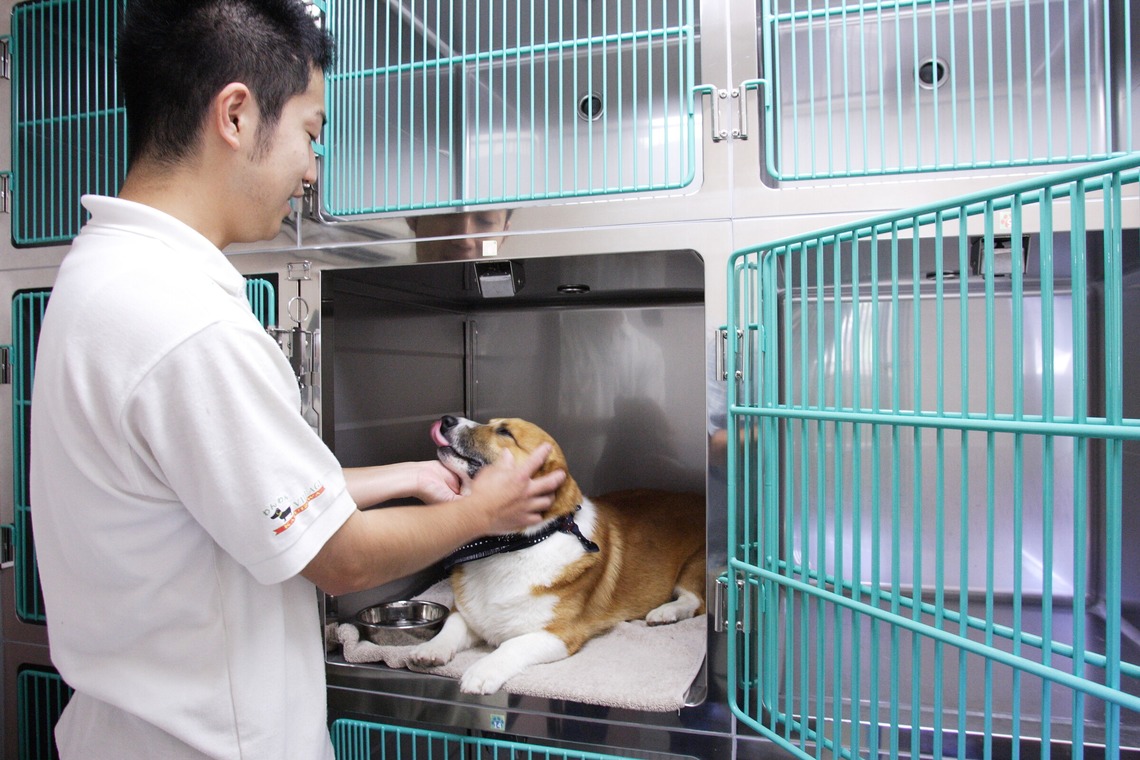 森安　照が撮影した写真のアルバム「ペット撮影（犬・猫）」