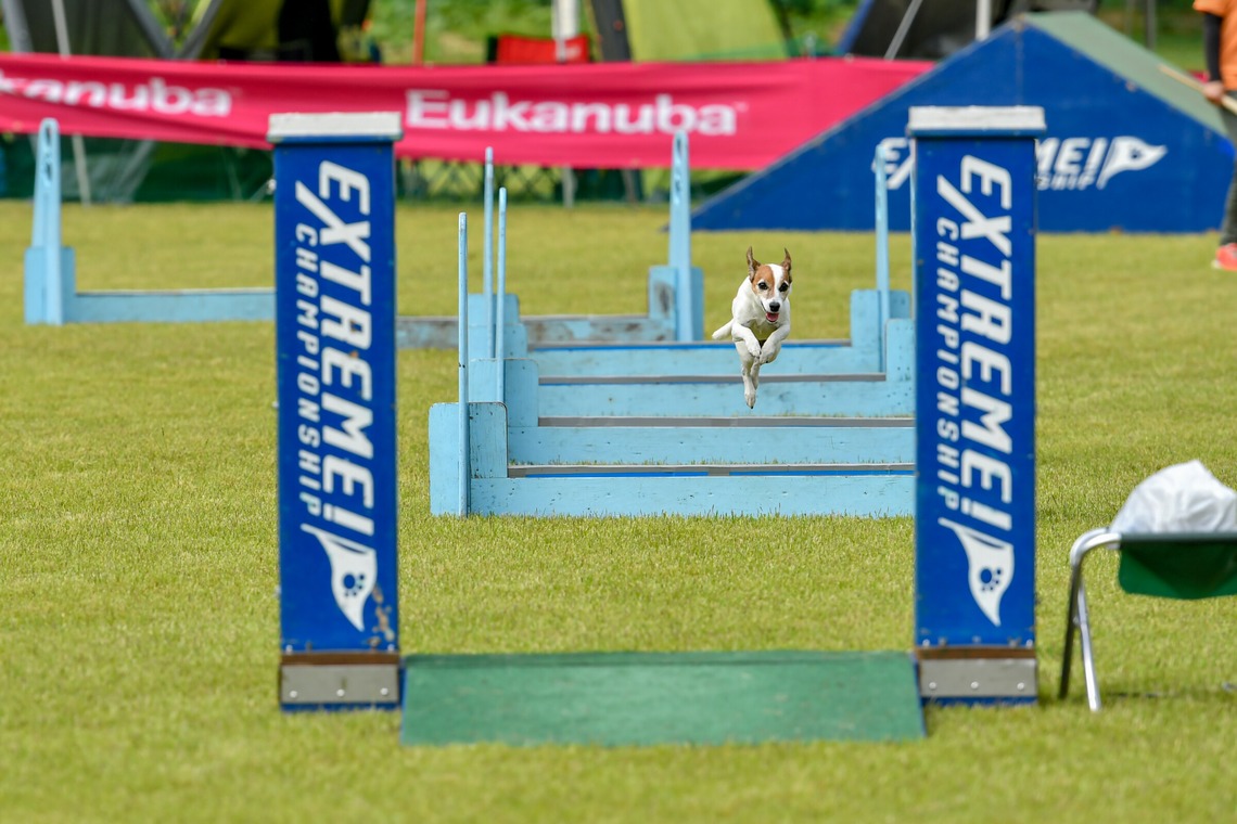 スタジオファンタスが撮影した「ドッグスポーツエクストリーム」の写真