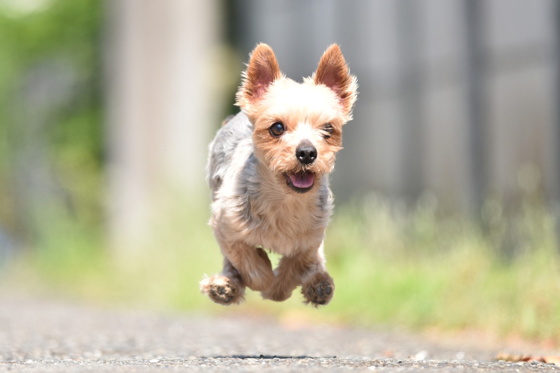大熊和輝が撮影した「ペット撮影」の写真