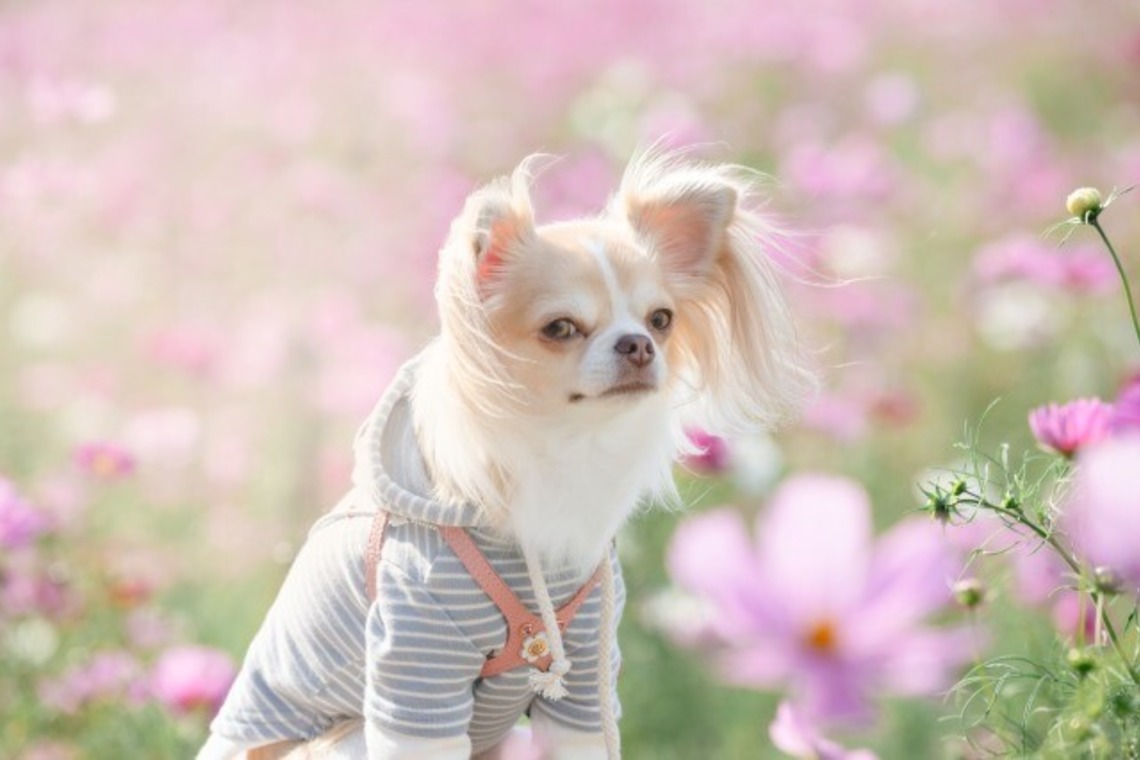 あかすたが撮影した写真のアルバム「ペット撮影」