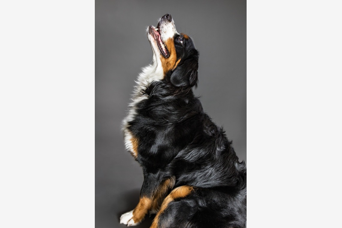 齋藤将成が撮影した「ペット撮影」の写真