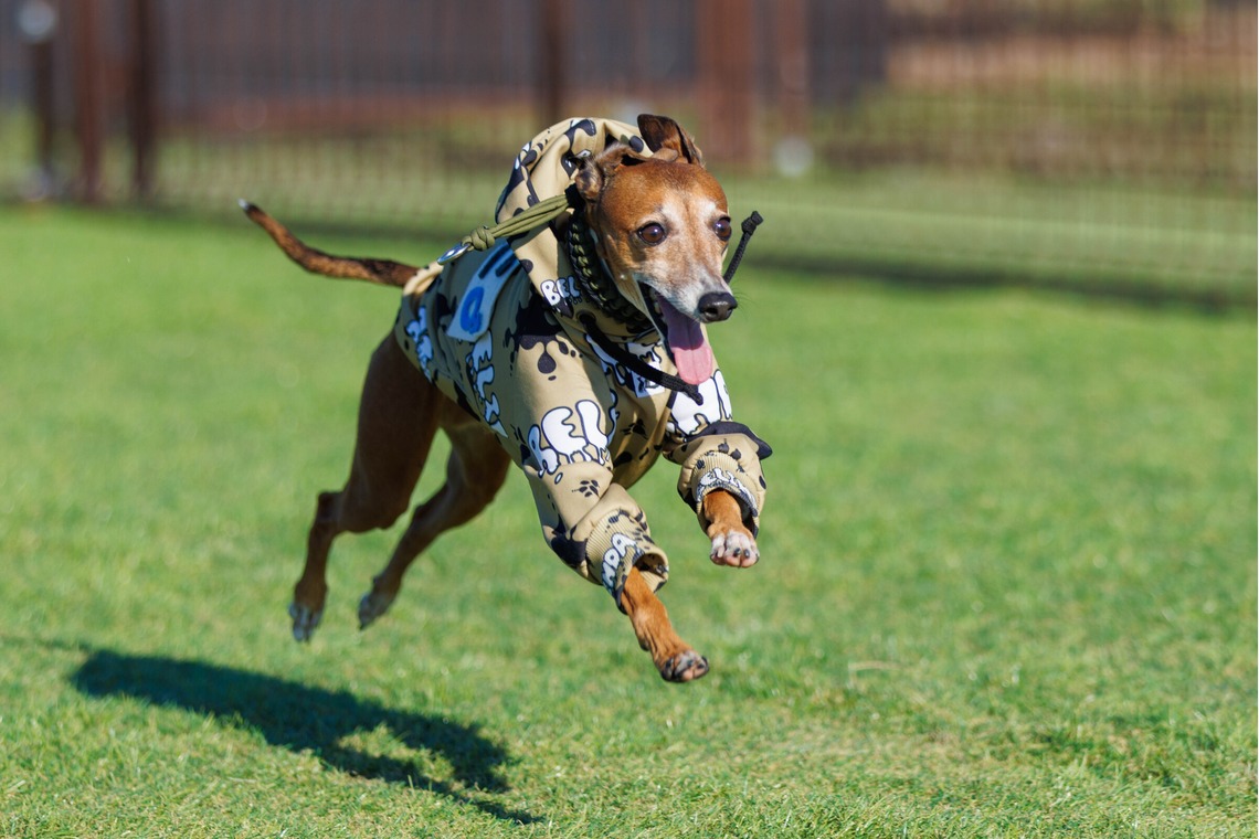 T.Matsumuraが撮影した「ペット」の写真