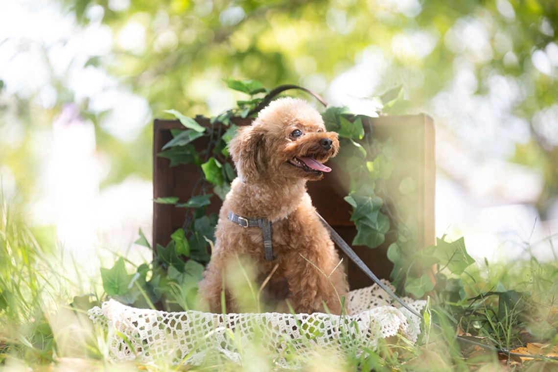 KOGA写真が出張撮影した家族写真(キッズ,ベビーフォト)などが写った「犬・わんこ撮影」の家族写真