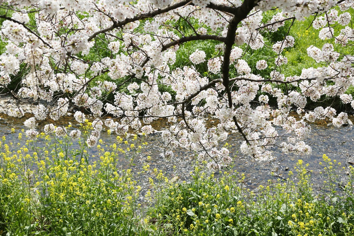 瀬井美明が撮影した写真のアルバム「海外・国内」