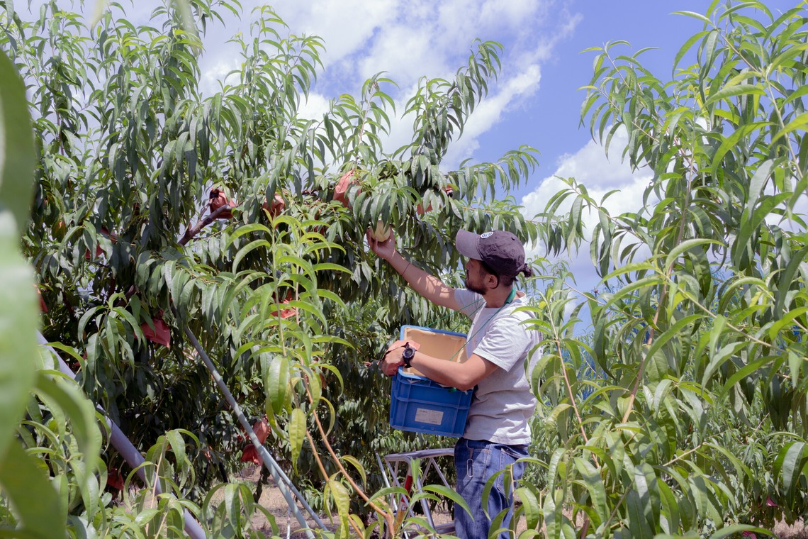 umimoyamamoworksが撮影した「農家さん取材写真」の写真