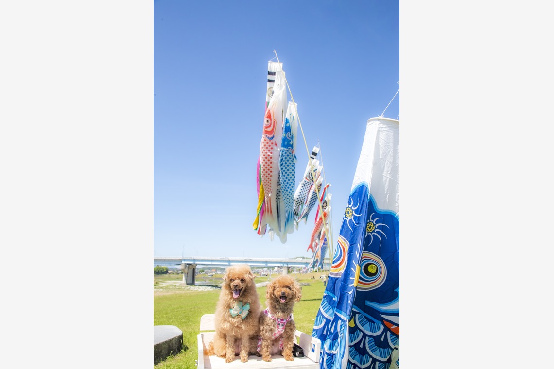 PHOTO 笑福が撮影した写真のアルバム「ペット撮影」