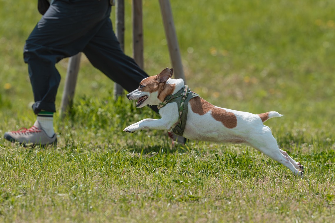 あなたの写真館が撮影した写真のアルバム「ペット撮影」