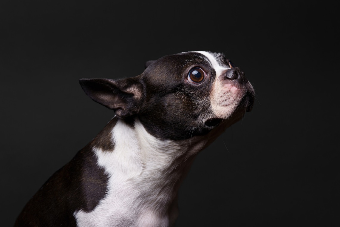 KasaiFilmsが撮影した写真のアルバム「ペット撮影」