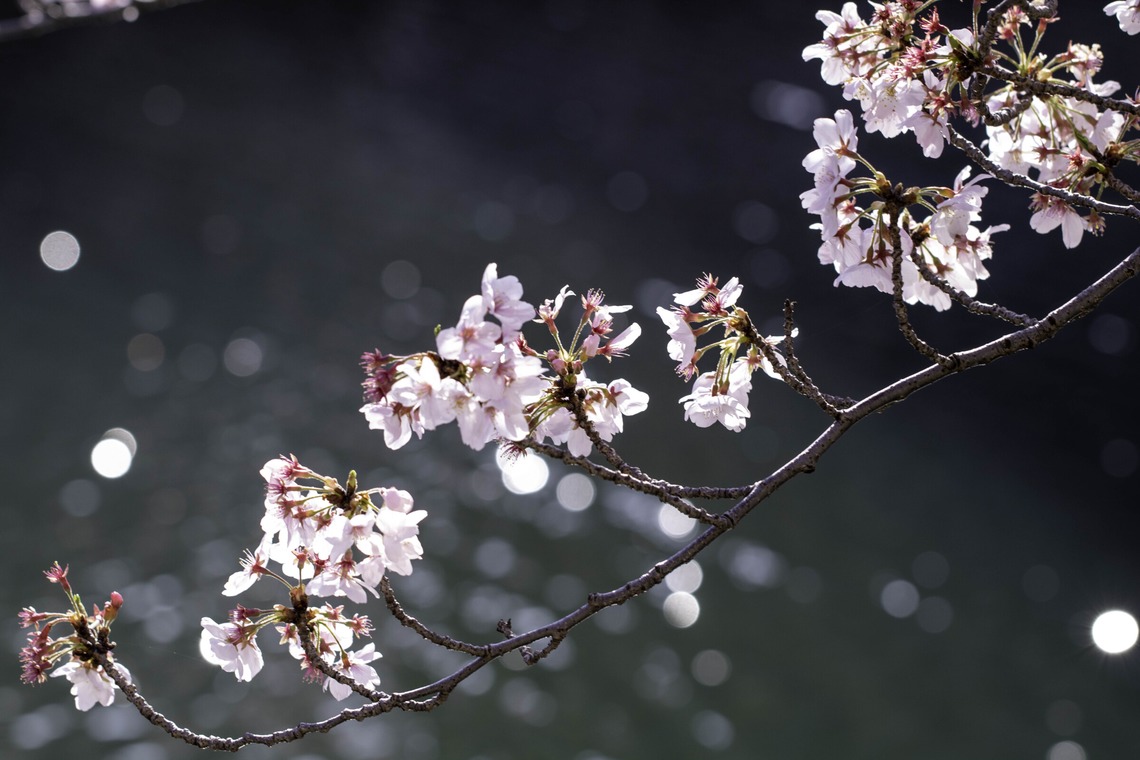ミヤタカズコが撮影した写真のアルバム「花のある生活」