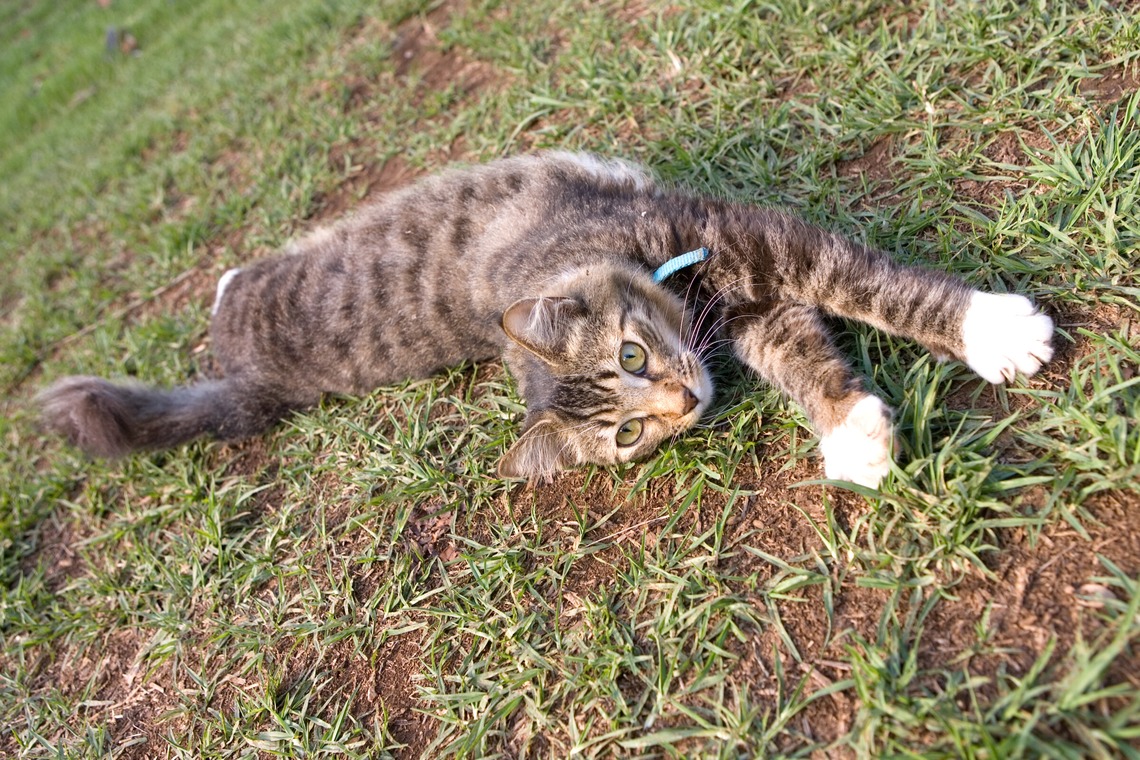 堀勝志古写真事務所が撮影した写真のアルバム「pet」