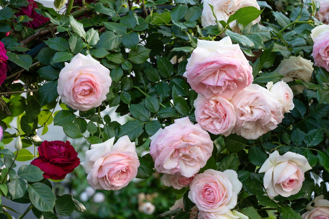 オフィス 芦野が撮影した写真のアルバム「番外編（自宅）」