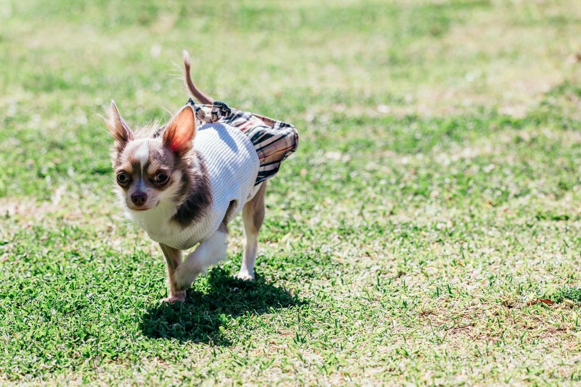 ポートレート沖縄が撮影した「ペット撮影」の写真