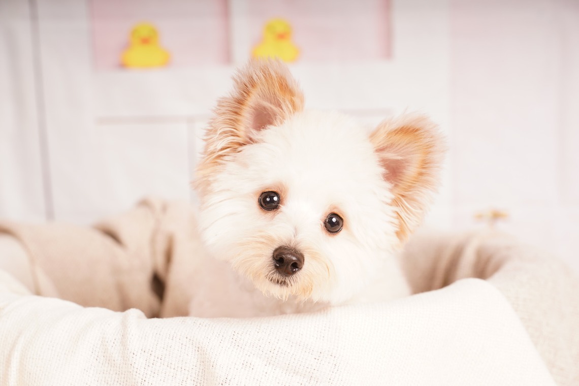 スタジオ　まるが撮影した「ペット撮影」の写真