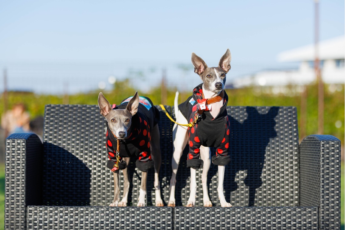 T.Matsumuraが撮影した「ペット」の写真