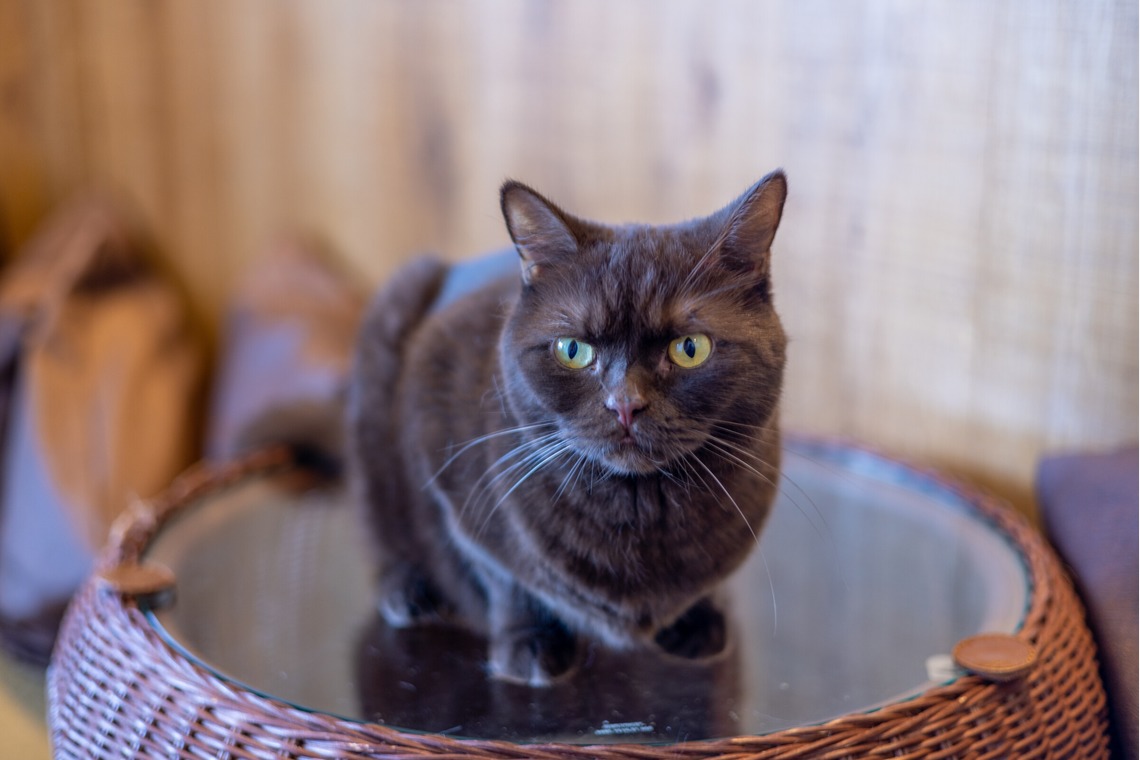 沖山俊樹が撮影した写真のアルバム「ペット_20230411_MOCHA原宿」