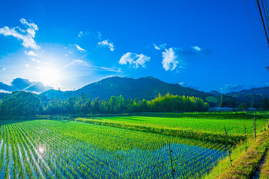 早川 陸が撮影した「サンプル写真」の写真