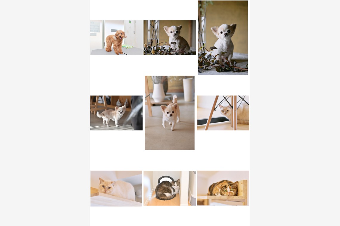 杉浦 ケンドウが撮影した写真のアルバム「ペット」