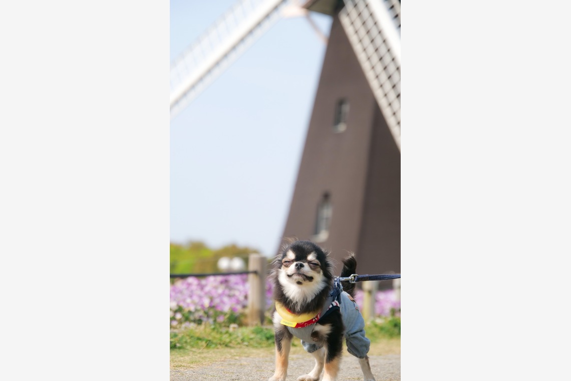 withが撮影した写真のアルバム「ペット撮影」