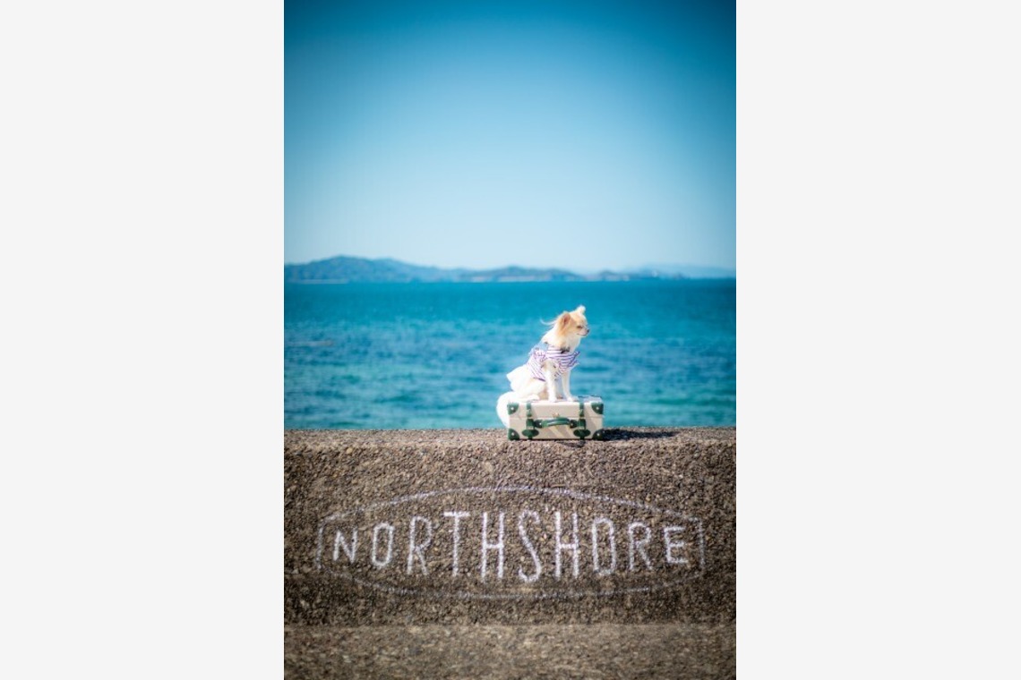 あかすたが撮影した写真のアルバム「ペット撮影」