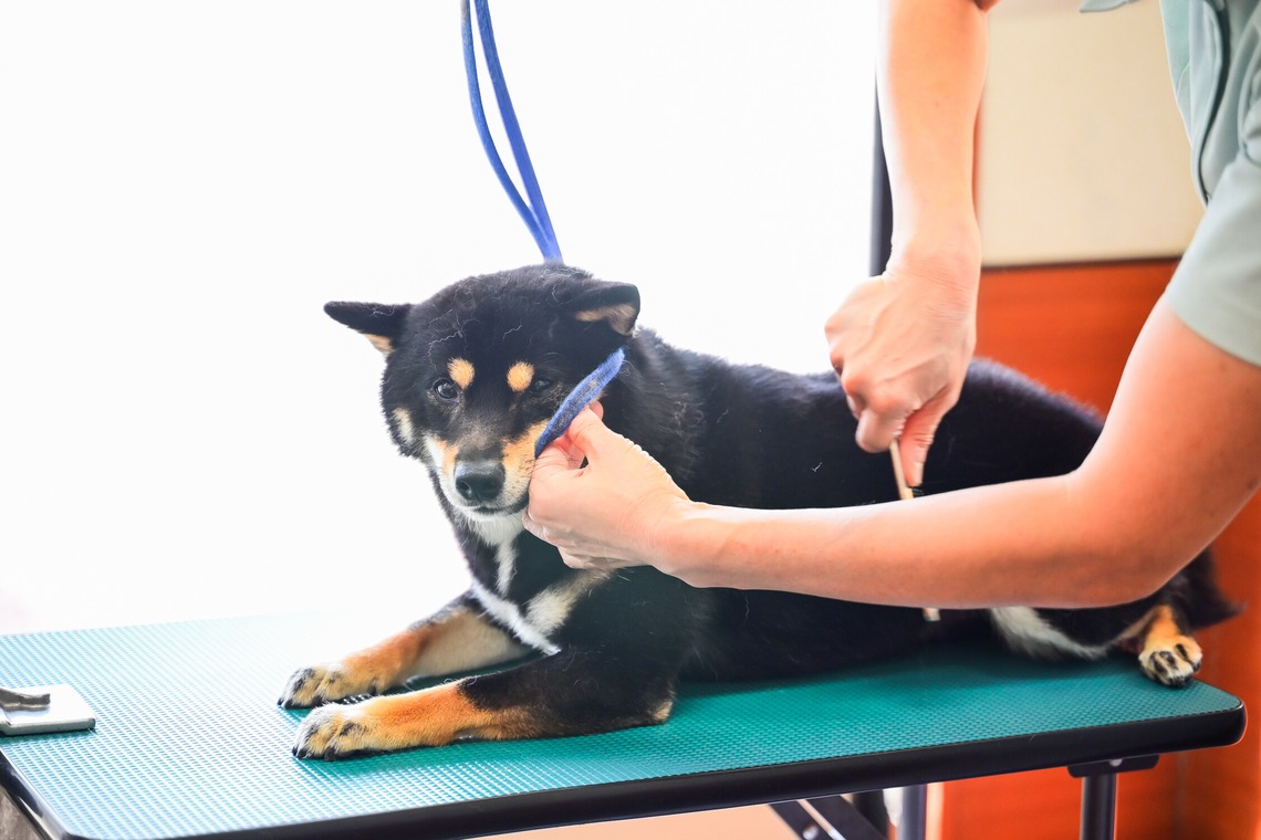 出張撮影 中村まみこが撮影した「トリミングサロンHP用撮影」の写真