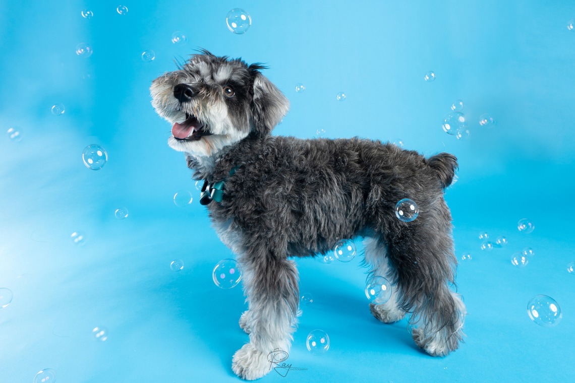 Ray Yamaguchiが撮影した写真のアルバム「ペット撮影」