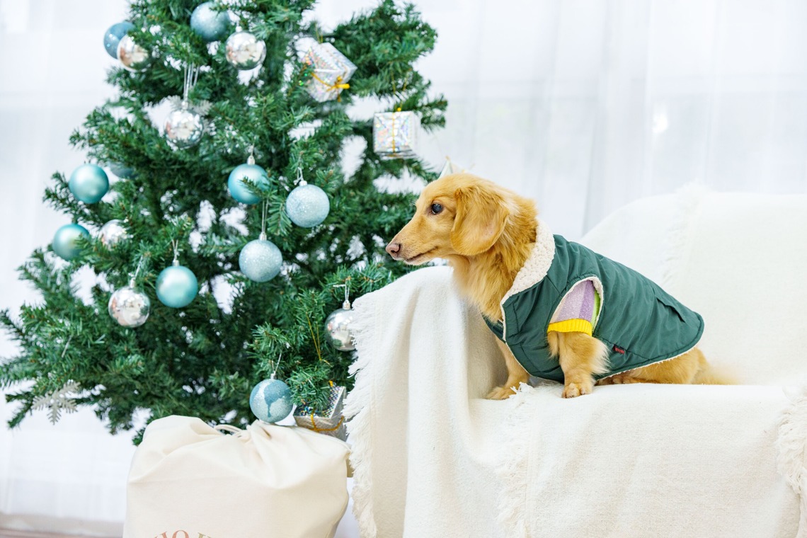 クリエイティブツリーが撮影した「ペット撮影」の写真